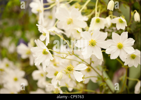 Clematis cartmanii 'Early Sensation Banque D'Images