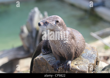 Loutre du assis sur un rocher, l'eau en arrière-plan Banque D'Images