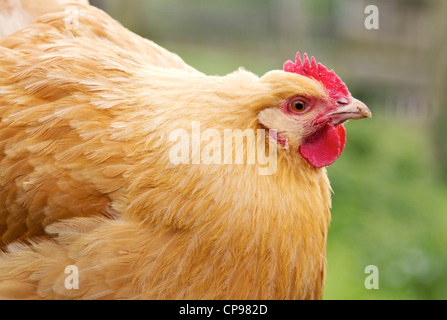 Close up image d'Orpington chicken hen Banque D'Images