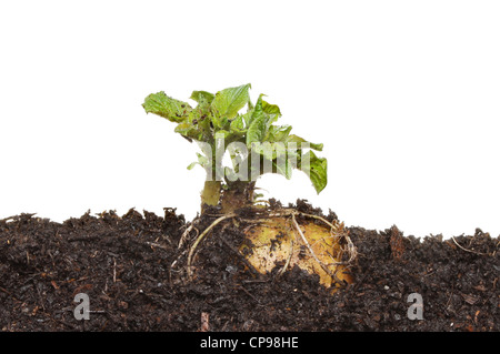 Pomme de terre de germination dans le sol sur un fond blanc. Banque D'Images