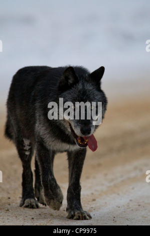 Un loup gris promenades le long d'une route dans le parc national de Banff, Alberta, Canada. Photo par Gus Curtis Banque D'Images