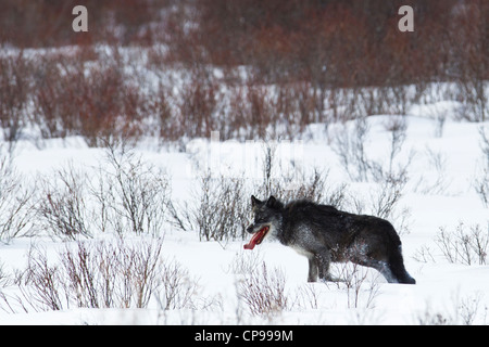 Un loup gris solitaire promenades dans la neige, dans le parc national Banff, Alberta, Canada. Banque D'Images