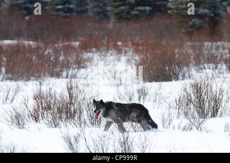 Un loup gris solitaire promenades dans la neige, dans le parc national Banff, Alberta, Canada. Banque D'Images