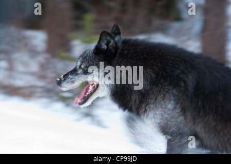 Un loup gris promenades dans la neige, dans le parc national Banff, Alberta, Canada. Photo par Gus Curtis Banque D'Images