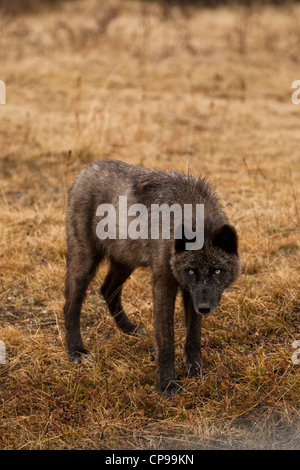 Un loup se trouve dans un pré à Banff National Park Alberta Canada. Photo par Gus Curtis. Banque D'Images