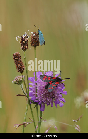 Burnett mites. Les deux espèces sont Six-Spot Burnett (Zygaena filipendulae) et forestier (Adscita statices vert) Banque D'Images