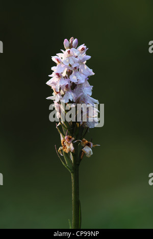Heath Spotted Orchid également connu sous le nom de la Lande (Dactylorhiza maculata Spotted Orchid ssp maculata) Banque D'Images