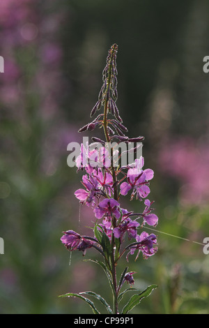 L'épilobe rétroéclairé (Epilobium angustifolium) également connu sous le nom de Grand Willow-herb et Rosebay Willowherb Banque D'Images