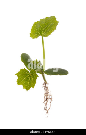 Courgette jeune plant isolé sur fond blanc Banque D'Images
