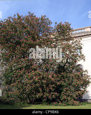 Castanea sativa - arbre en fleurs à l'entrée principale de l'Université Humboldt de Berlin Banque D'Images