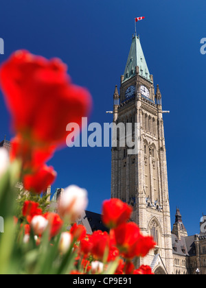 Libre de tulipes rouges en face de la tour de pièce. L'édifice du Parlement à Ottawa. Festival des tulipes. L'Ontario, Canada le printemps Banque D'Images