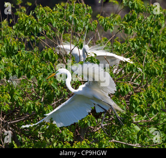 Grande Aigrette Ardea alba. Le comportement de nidification à la colonie à High Island, Texas Banque D'Images