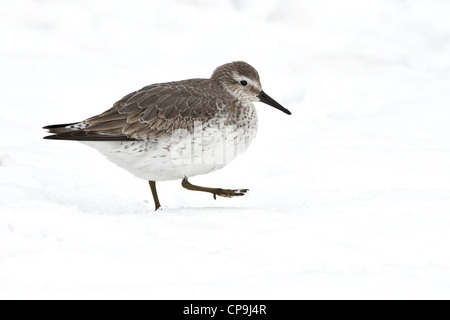 Le plumage d'hiver Knot walking in snow Banque D'Images