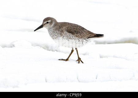 Le plumage d'hiver Knot walking in snow Banque D'Images