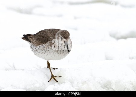 Le plumage d'hiver Knot walking in snow Banque D'Images