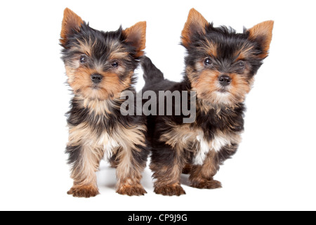 Deux chiots à la recherche à l'appareil photo sur un fond blanc. Banque D'Images