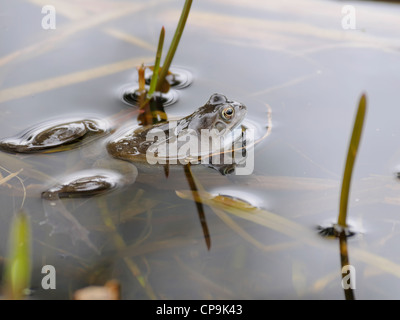 Une grenouille rousse (Rana temporaria) confortablement allongé sur la surface d'un étang Banque D'Images