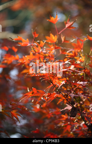 Feuilles rouges À LA WESTLAKE, Hangzhou, Zhejiang, China, Asia Banque D'Images