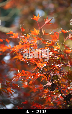 Feuilles rouges À LA WESTLAKE, Hangzhou, Zhejiang, China, Asia Banque D'Images