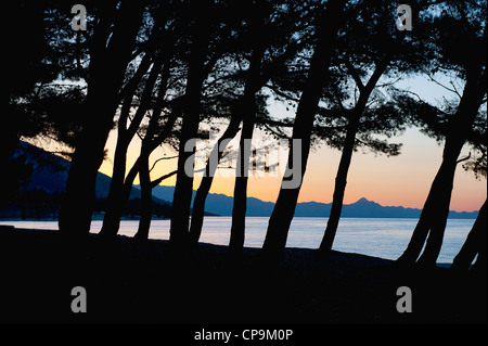 L'aube à travers les arbres sur l'île de Brac en Croatie Banque D'Images