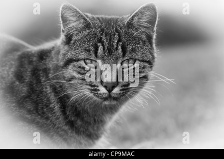 Balck et Blanc Portrait d'un jeune chat Banque D'Images