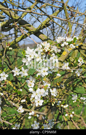 Fleurs sur Prunellier Bush. Prunus spinosa. Banque D'Images