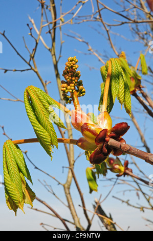 Feuilles et fleurs de Marronnier Aesculus hippocastanum débordant de bud collante. Cheval montrant les chaussures, les cicatrices foliaires. Banque D'Images