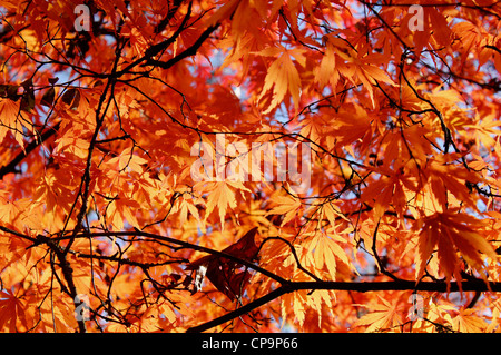 En automne les feuilles d'érable japonais Banque D'Images