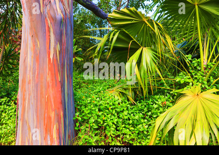 Eucalyptus arc-en-ciel sur l'île de Maui, Kawaii Banque D'Images