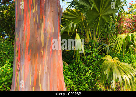 Eucalyptus arc-en-ciel sur l'île de Maui, Kawaii Banque D'Images