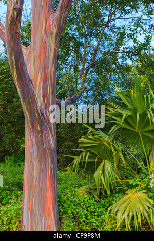 Eucalyptus arc-en-ciel sur l'île de Maui, Kawaii Banque D'Images