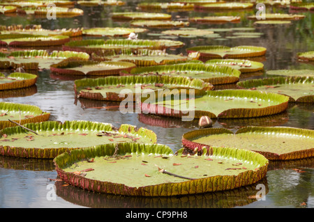 Lac aux lilas géants, Victoria amazonica, jardin botanique, Pamplemousses, Maurice,Océan Indien Banque D'Images