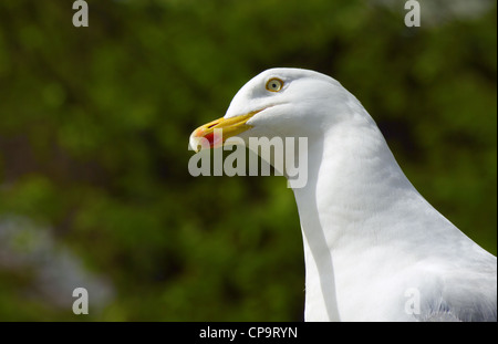 Une mouette avec un regard inquisiteur. Banque D'Images