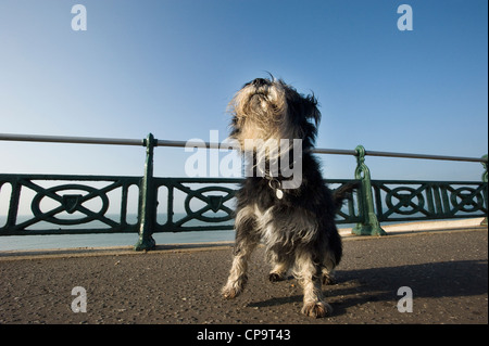 Déclippés mignon chien Schnauzer nain appréciant passerelles sur une promenade en bord de mer. Banque D'Images