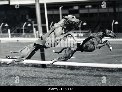 Courses de lévriers à Walthamstow Stadium à propos de 1960. Gale Lewis Photo Banque D'Images