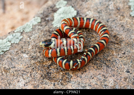 Lampropeltis pyromelana Sonoran Mountain Kingsnake pyromelana Miller Canyon, Huachuca Mountains, Cochise Comté (Arizona), Banque D'Images