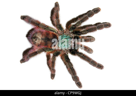 Pinktoe Antilles Tarantula, AKA la Martinique Red Tree Spider (Avicularia versicolor), la plus belle araignée dans le monde ! Banque D'Images
