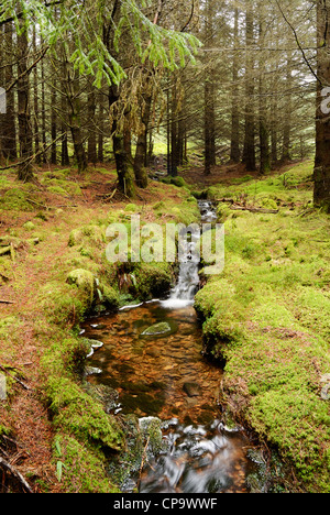 Petit cours d'eau à travers les forêts dans le Nord du Pays de Galles. Banque D'Images