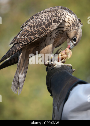 Coopers Hawk ayant sa récompense pour une bonne séance de formation. Il est formé de la fauconnerie. Banque D'Images