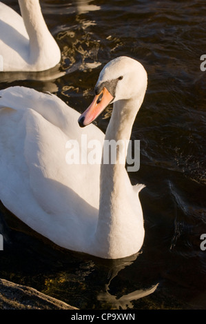 Vue partielle de l'avant deux cygnes tuberculés (adultes sunlit plumes blanches) nager sur l'eau ondulante rivière Wharfe -, Otley, West Yorkshire, Angleterre, Royaume-Uni. Banque D'Images