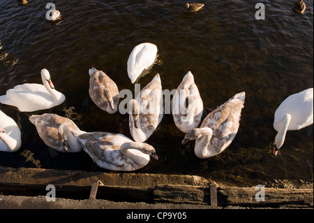 Troupeau de cygnes tuberculés nager sur l'eau en rive, adultes et juvéniles ensemble (vue de haut) - River Wharfe, Otley, North Yorkshire, Angleterre, Royaume-Uni. Banque D'Images