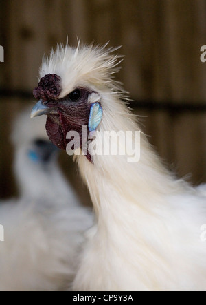 Portrait de poule Silkie seule femelle adulte UK Banque D'Images