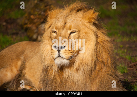 Le zoo de Chester, Cheshire, Angleterre, Banque D'Images