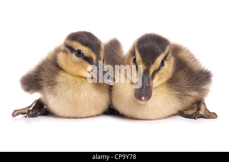 Canetons Canard colvert Anas platyrhynchos deux assis dans un studio UK Banque D'Images