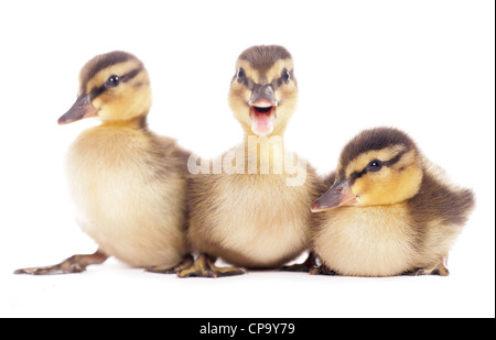 Canard colvert Anas platyrhynchos trois canetons assis dans un studio UK Banque D'Images