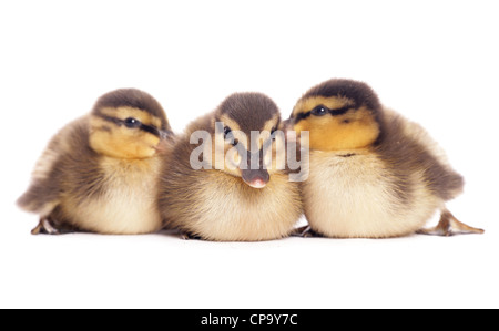 Canard colvert Anas platyrhynchos trois canetons assis dans un studio UK Banque D'Images