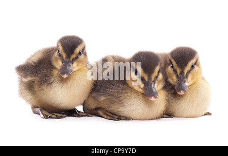 Canard colvert Anas platyrhynchos trois canetons assis dans un studio UK Banque D'Images