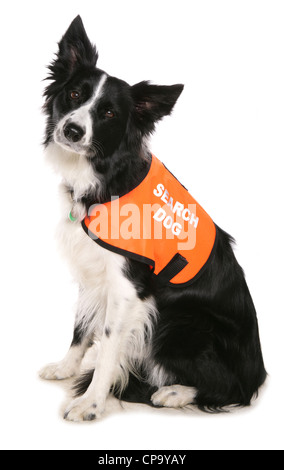 Search and Rescue Dog adulte seul assis dans un studio UK Banque D'Images