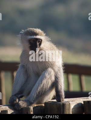 Singe assis dans le parc national Kruger, Afrique du Sud Banque D'Images