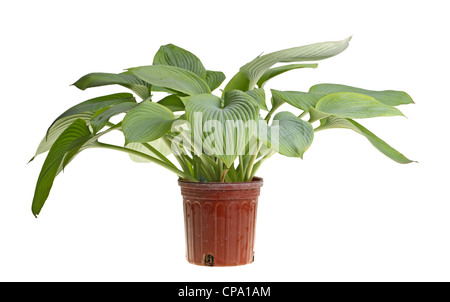 Grande plante à feuilles bleu de hosta cultivar ange gardien dans un pot en plastique rouge blanc isolé contre Banque D'Images